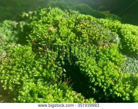 Mosses (bryophyte) On Rocks, They Are Characteristically Limited In Size And Prefer Moist Habitats. 
