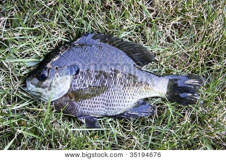 Friskfanget Bluegill
