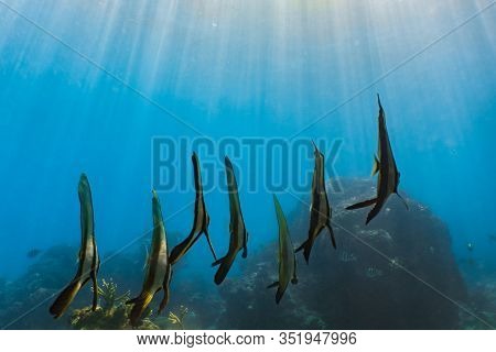 School Of Juvenile Golden Spade Fish (platax Boersii) In A Shallow Water.