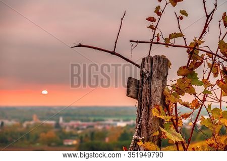 The Sun Goes Down In The Vineyards Of Friuli Venezia-giulia