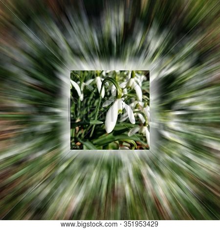 Graphic Zoom On Snowdrop Flowers Blooming For Early Spring Backgrounds.