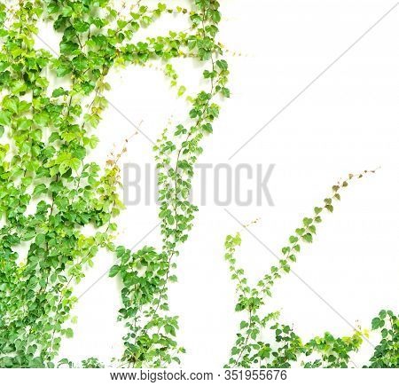 green ivy isolated on a white background.