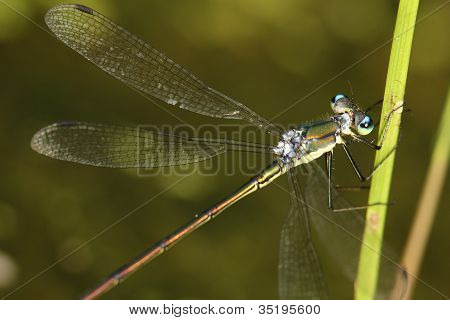 Spreadwing Binsenjungfer
