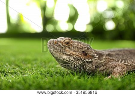 Bearded Lizard (pogona Barbata) On Green Grass. Exotic Pet