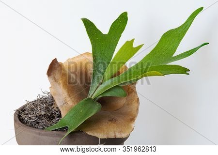 Young Staghorn Fern with Brown Sterile Shield