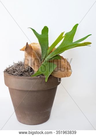 Potted Staghorn Fern with Brown Sterile Shield