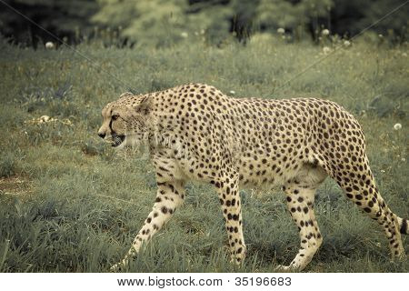 chita