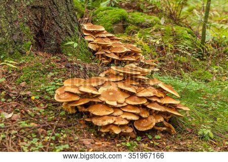 Cluster Of Many Yellow Wood-decay Mushrooms Growing On Old Stump In Forest, Poisonous Fungus Sulphur