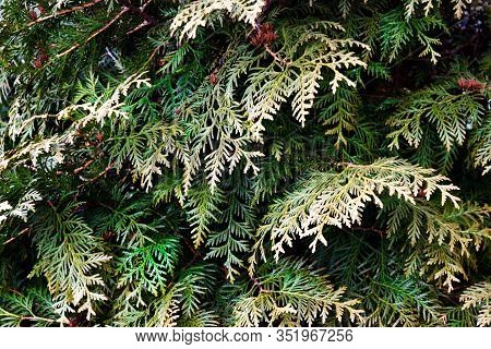 Green Christmas Twigs Of Thuja Evergreen Coniferous Tree On Natural Background Close Up View. Select