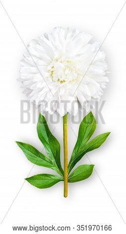 Offbeat Aster Flower. Composition Of A White Aster With Peony Leaves. Art Object On A White Backgrou