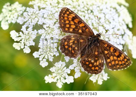 Motyl
