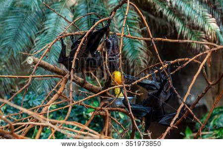 Megabat outdoors in the zoo