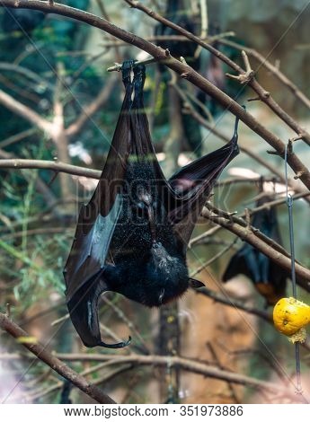 Megabat outdoors in the zoo