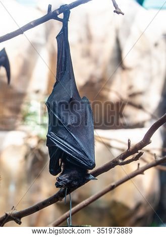 Megabat outdoors in the zoo
