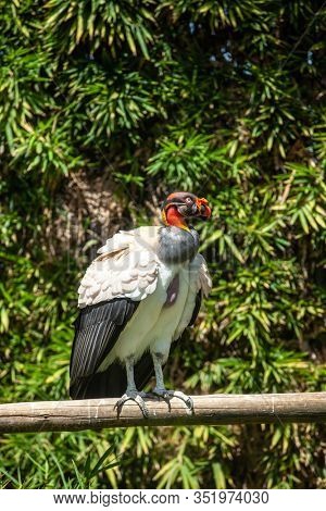 King vulture outdoors in the park