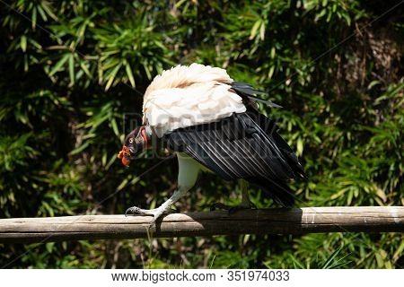 King vulture outdoors in the park