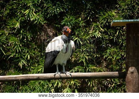 King vulture outdoors in the park