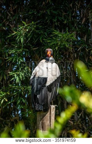 King vulture outdoors in the park