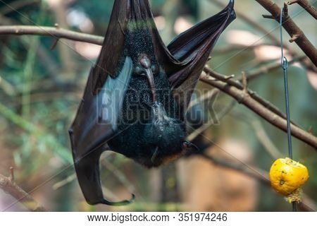 Megabat outdoors in the zoo