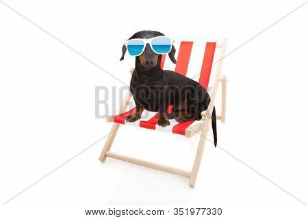 Dachshund Dog Summer Resting On Beach Chair. Isolated On White Background.