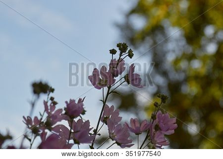 Sidalcea Malviflora Is A Perennial Herb In The Malvaceae Family