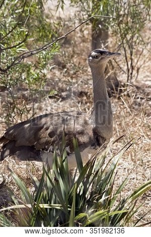 The Australian Bustard Is Looking For Food