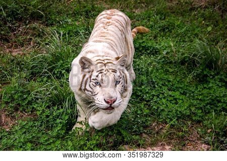 A Portrait Of A White Tiger Stalking Its Prey Getting Ready To Jump And Attack It. The Big Cat Is Wa