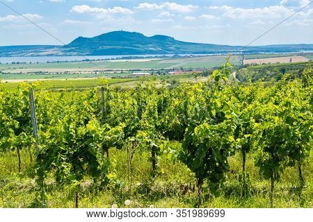 Palava with vineyards near Popice,South Moravia, Czech Republic