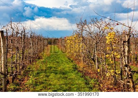 orchard with apples, Southern Moravie, Czech Republic