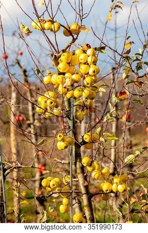 orchard with apples, Southern Moravie, Czech Republic