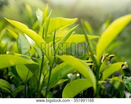 Beautfiul Closeup Photo Of Fresh Unpicked Green Tea Top Leaves At Highland Plantataion