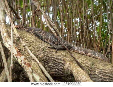 Image Of Wild Varan Lying On The Mangrove Tree Branch In Tropical Rainforest