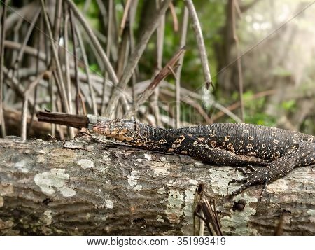 Closeup Photo Of Varan Sitting On The Tree Branch In Wildlife At Jungle Forest