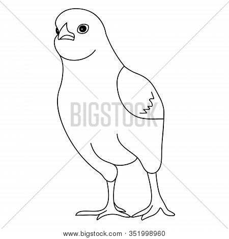 Vector Illustration-fighting Chicken Ready To Fight. Outline On An Isolated Background. Coloring Boo
