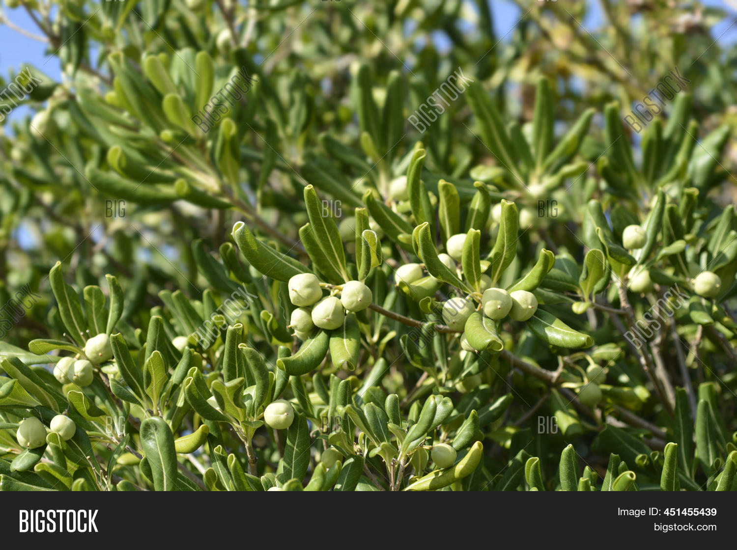 Mock Orange Tree Image & Photo (Free Trial) Bigstock