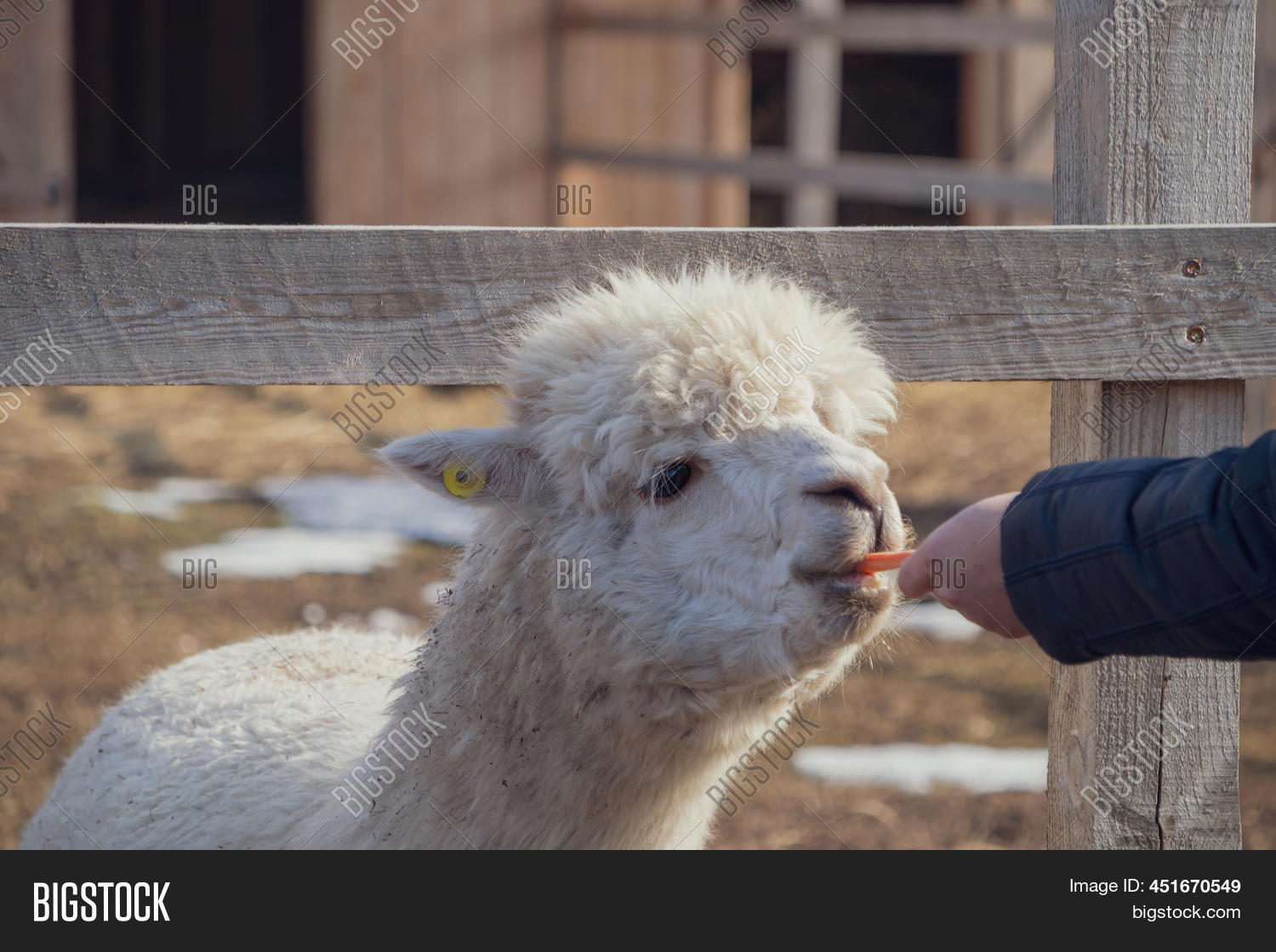 White Alpaca Eats Image & Photo (Free Trial) Bigstock