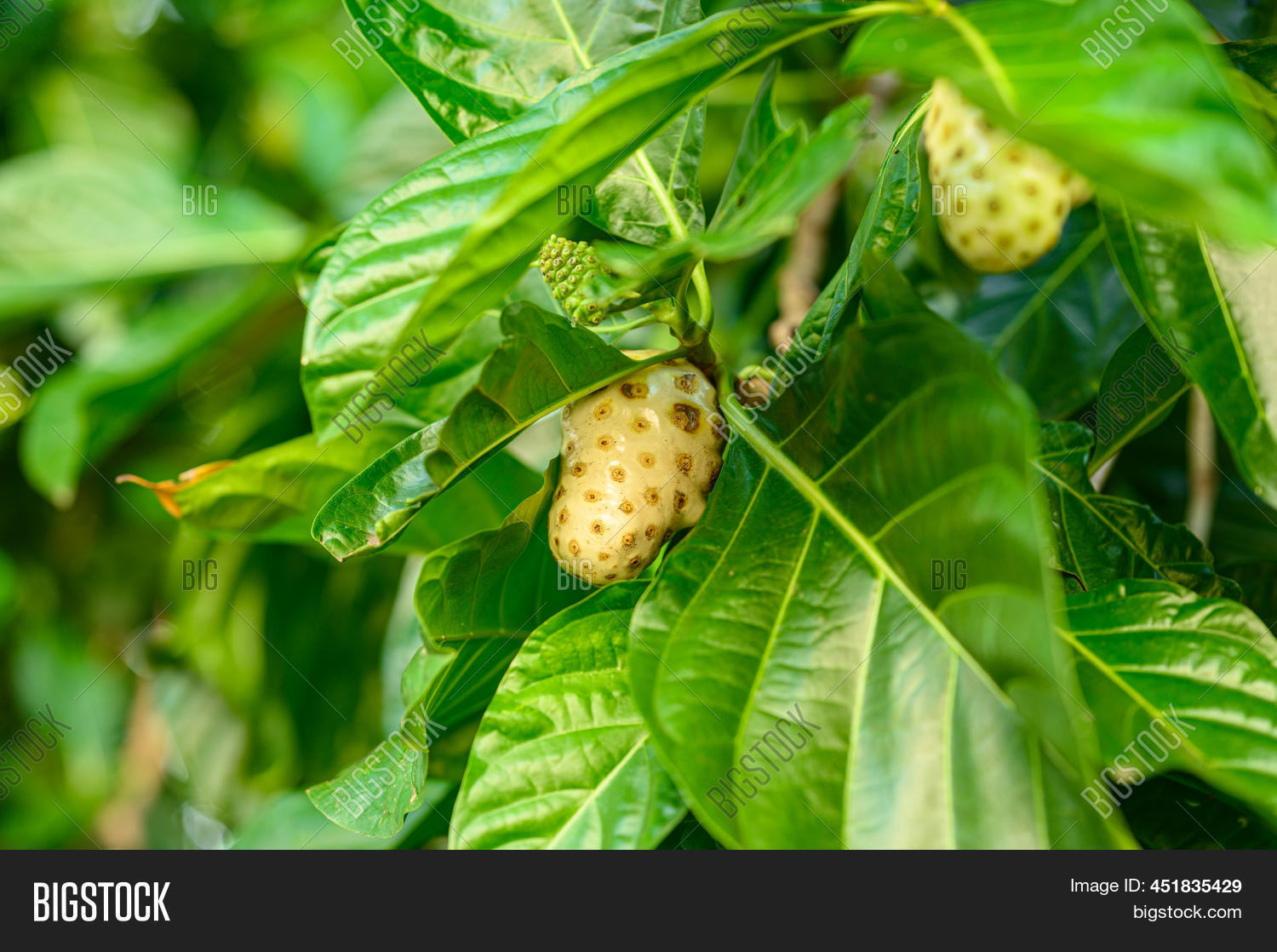 Photo Shows Noni Fruit Image & Photo (Free Trial) Bigstock