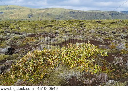 Scenic Autumn Green Lava Fields Near Fjadrargljufur  Canyon In Iceland. Green  Moss On Volcanic Lava