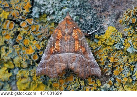 Closeup On A Colorful Overwintering Herald Moth, Scoliopteryx Libatrix, Sitting On Lichen Covered Wo
