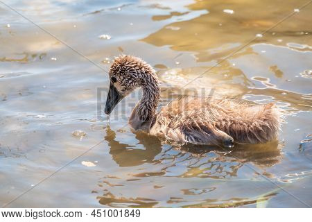 Beautiful Baby Cygnet Mute Swan Fluffy Grey And White Chicks. Springtime New Born Wild Swans Birds I