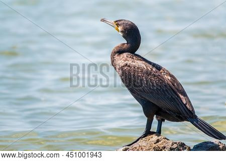 Great Cormorant, Phalacrocorax Carbo, Standing On A Stone On The Sea Shore. The Great Cormorant, Pha