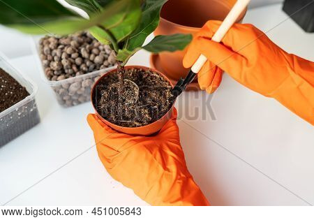 The Process Of Transplanting A Flowerpot-ficus Lyrata. Hands Holding A Ficus Transplant. Potted Home