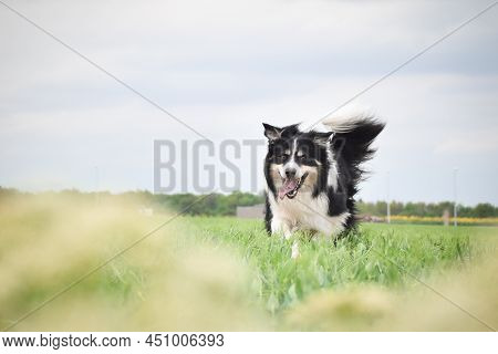 Border Collie Is Running In Yellow Colza. He Is Running For His Breader