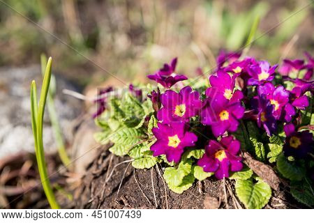 Colorful Primroses In The Garden On A Sunny Morning, Selective Focus. Primula Elatior And Victoriana