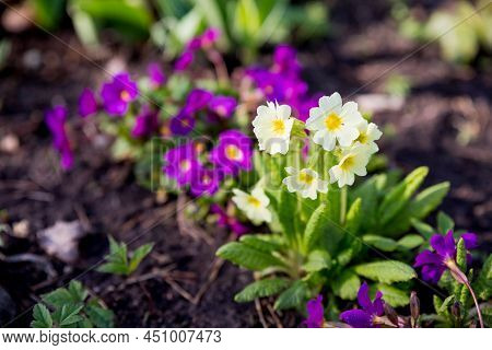 Colorful Primroses In The Garden On A Sunny Morning, Selective Focus. Primula Elatior And Victoriana