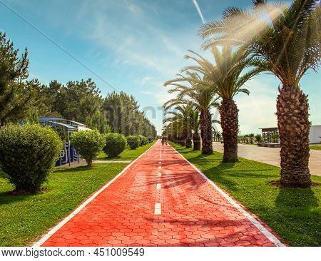 Beautiful Park With Pathway, Palm Trees And Bike Road In Summer