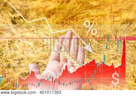Wheat In Farmer Hand, Graphs Of Falling Production And Rising Grain Prices. Increase In Price Of Whe