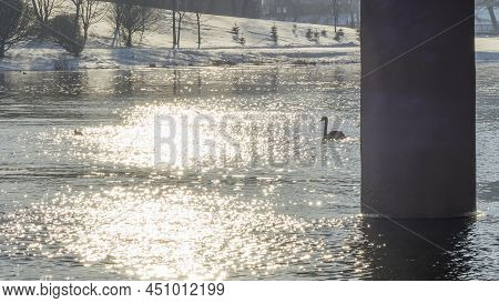 The Lonely Beautiful White Swan Is Swimming In Winter River. Wintering Swan In The City River. Ornit
