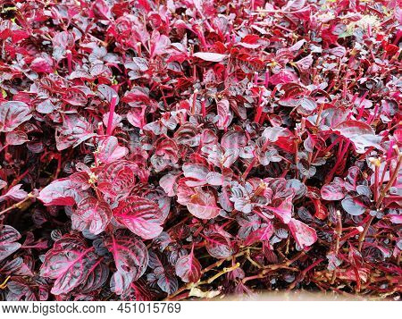 Brazilian Red Hots Or Alternanthera Dentata. For Nature Background Purpose.