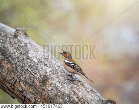 Common Chaffinch Sits On A Branch In Spring On Green Background. Beautiful Songbird Common Chaffinch